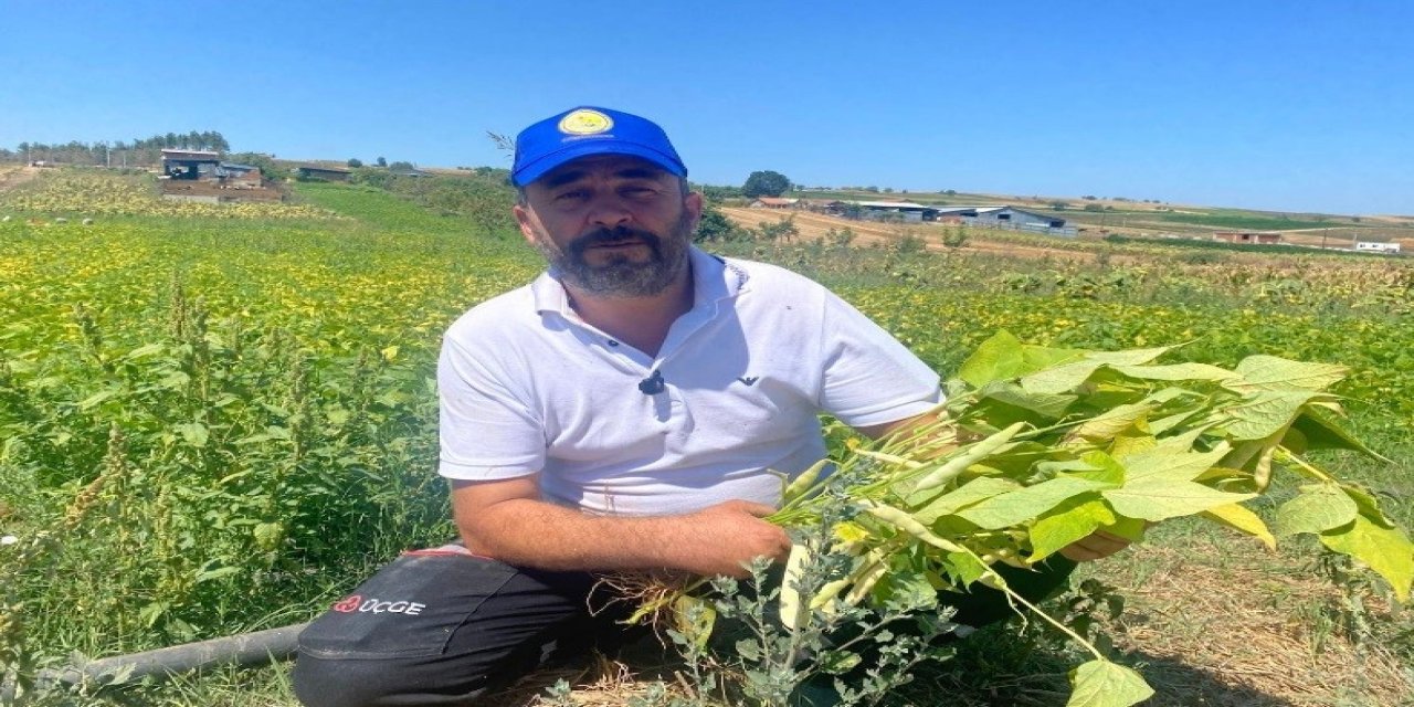 Deneme Amacıyla Ektiği Bir Dönüm Arazi Geçim Kapısı Oldu