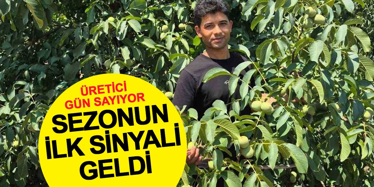 Beyşehir Cevizinde Sezonun İlk Sinyali Geldi: Üretici Gün Sayıyor
