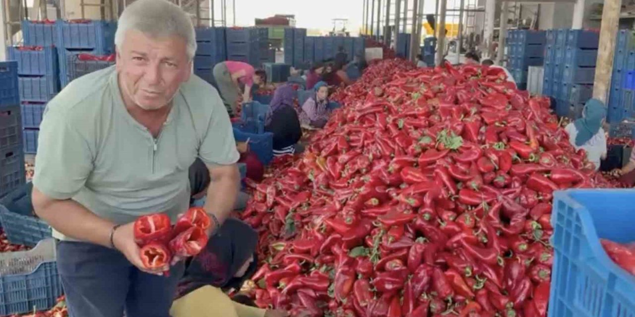 Karacabeyli Biber Üreticilerinden Sanayiciye Tepki: Fiyat Oyunu Çiftçiyi Zora Soktu
