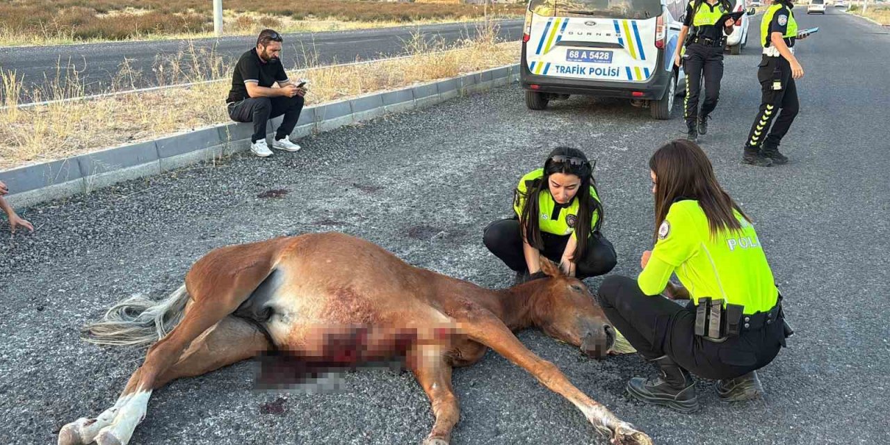 Yaralı At İçin Zamanla Yarış: 4 Saatlik Eziyet Barınakta Skandalla Bitti