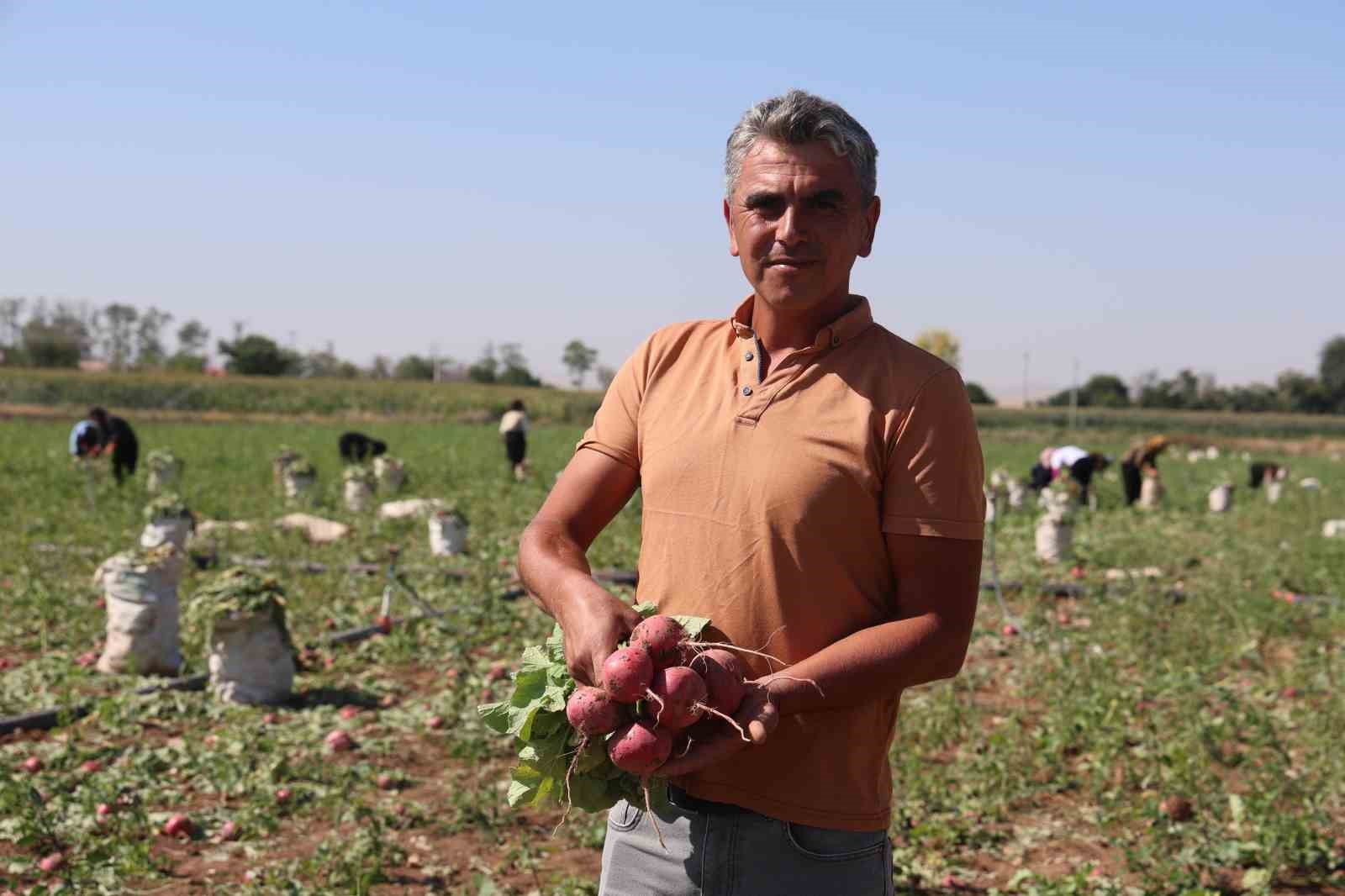 Konya Ovası Turp Gibi