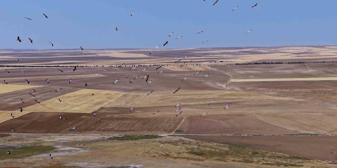 Konya'da Görsel Şölen: Düden Gölü'nde Bir Araya Gelen Leylekler Havadan Görüntülendi