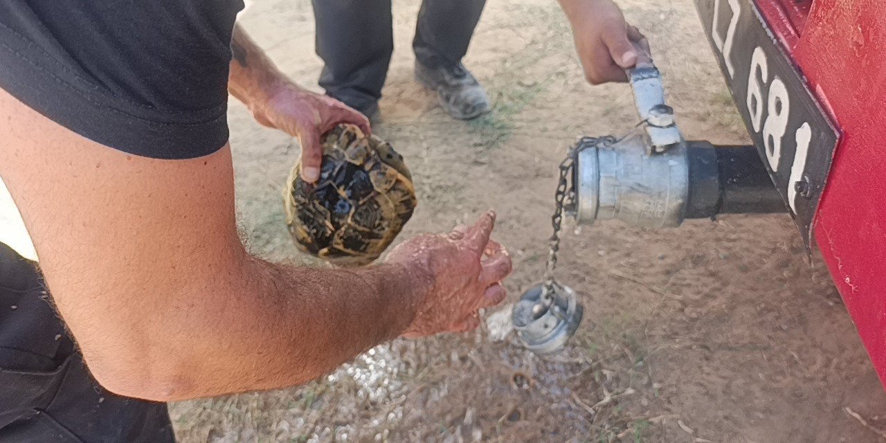 Alevlerden korunmak için kendini toprağa gömmeye çalışan kaplumbağayı ekipler kurtardı