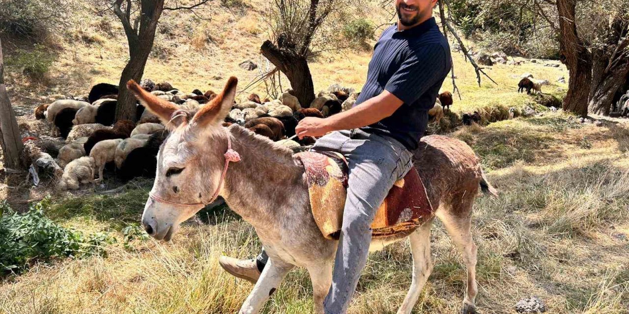 Protokol Yolu’na çıkan eşek yediemine çekildi