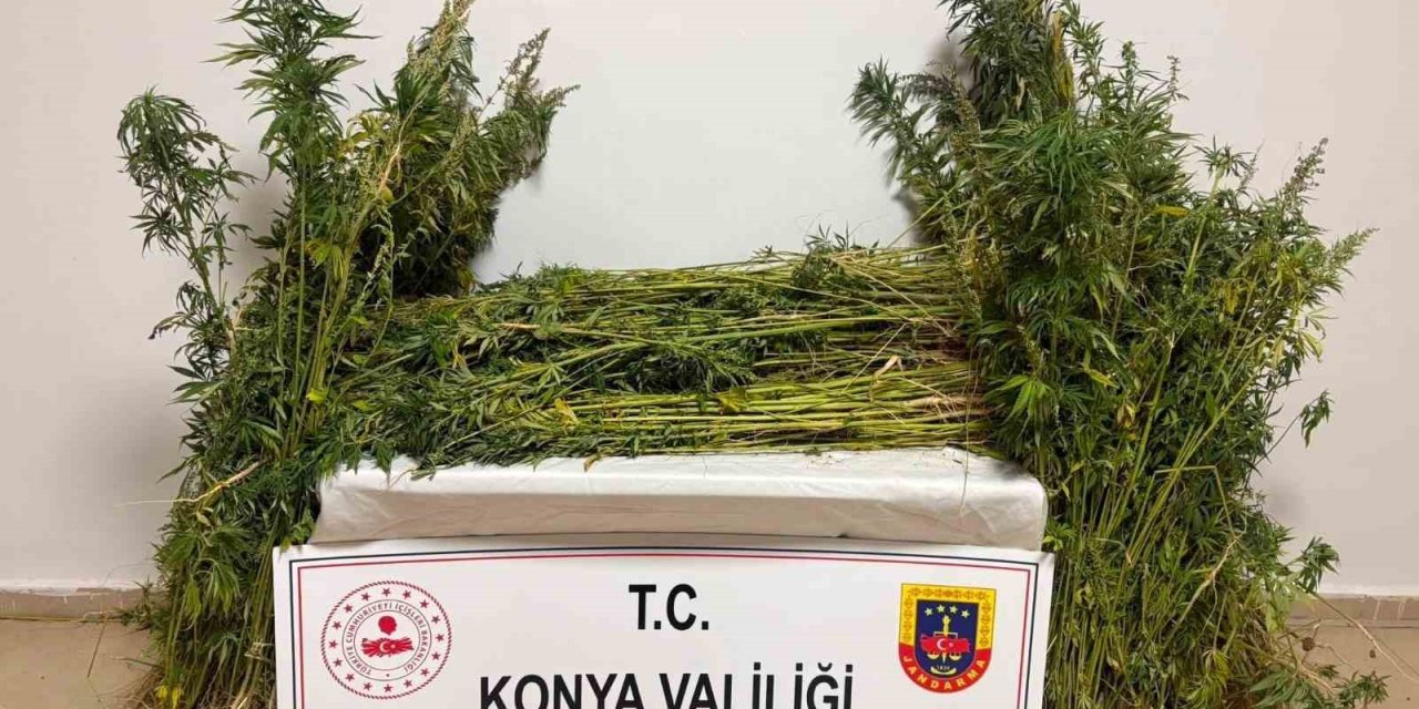 Konya'da jandarmanın zehir mücadelesi
