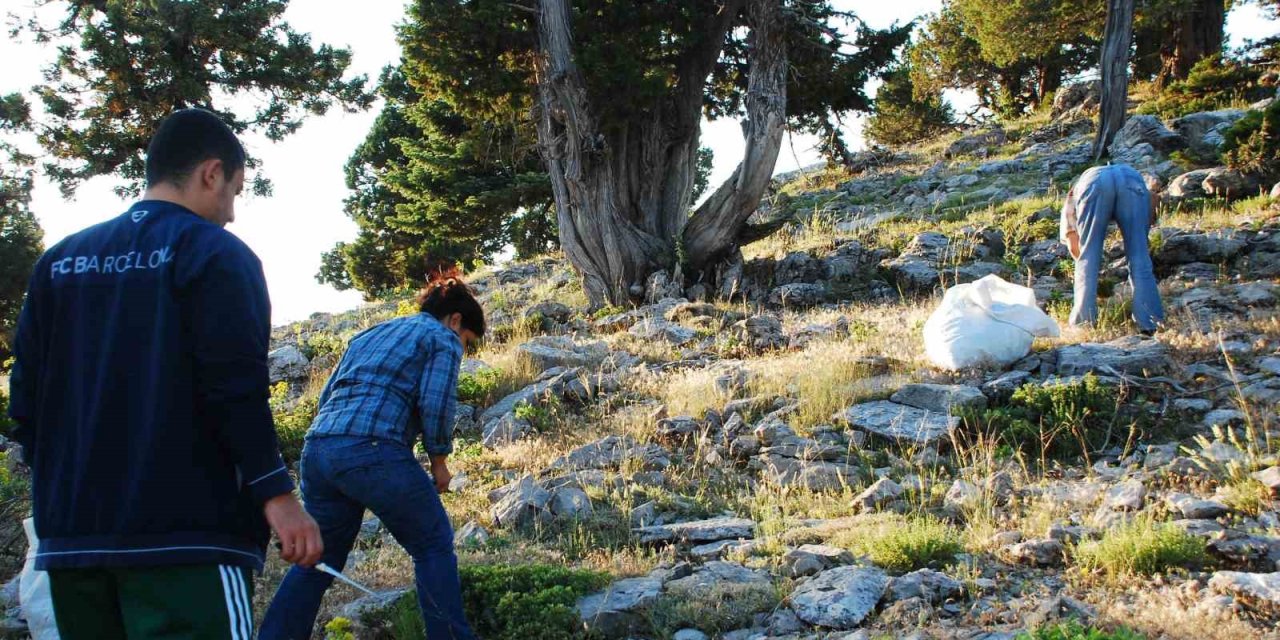 Toroslar'da Kekik Mesaisi Başladı: Dünyanın Gözü Akseki'nin "Karabaş" Kekiğinde!