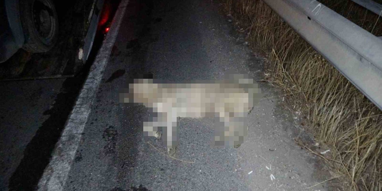Yola fırlayan köpek 6 aracı birbirine kattı