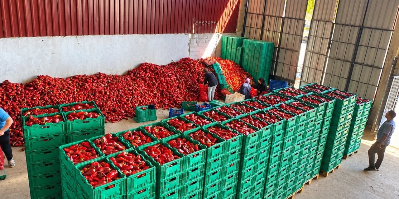 Tarlalarda Bolluk Yaşanıyor: Fiyatlar Yarı Yarıya Düştü