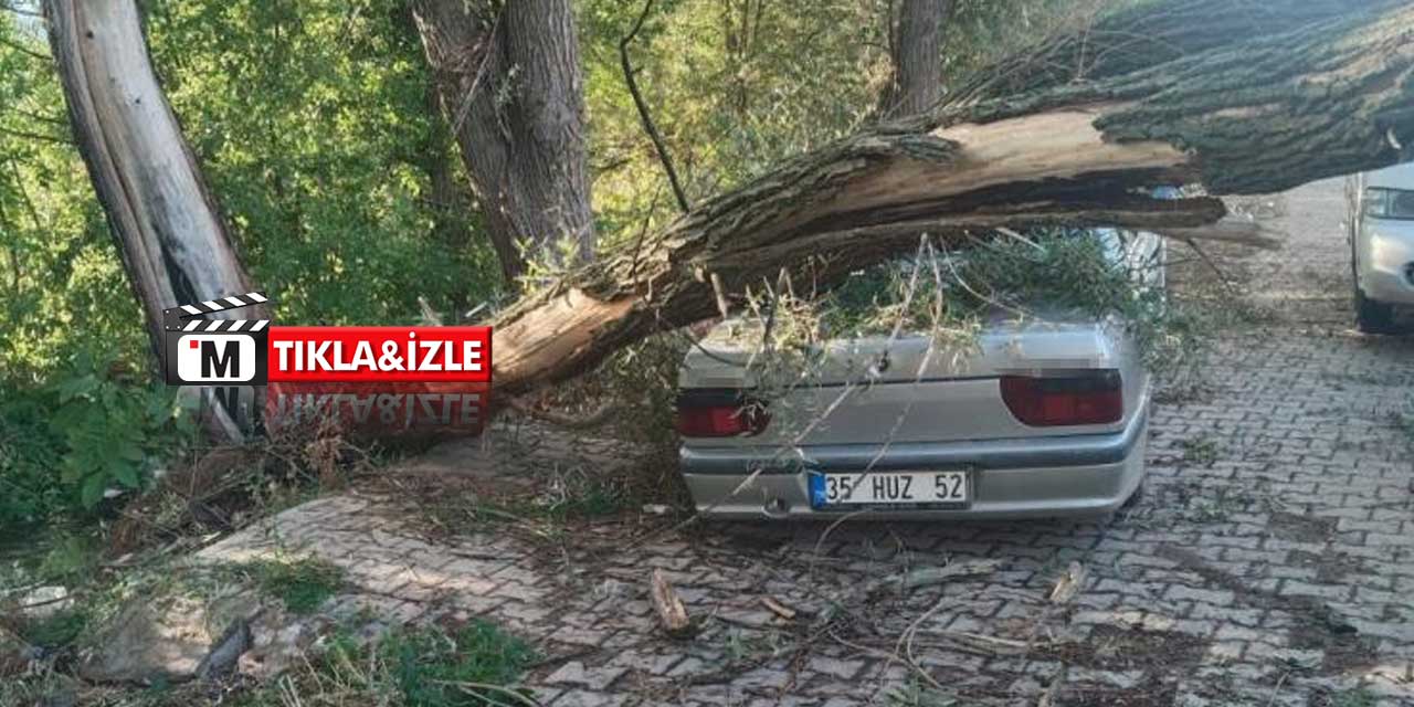 Konya'da rüzgarın devirdiği ağaç otomobili ezdi