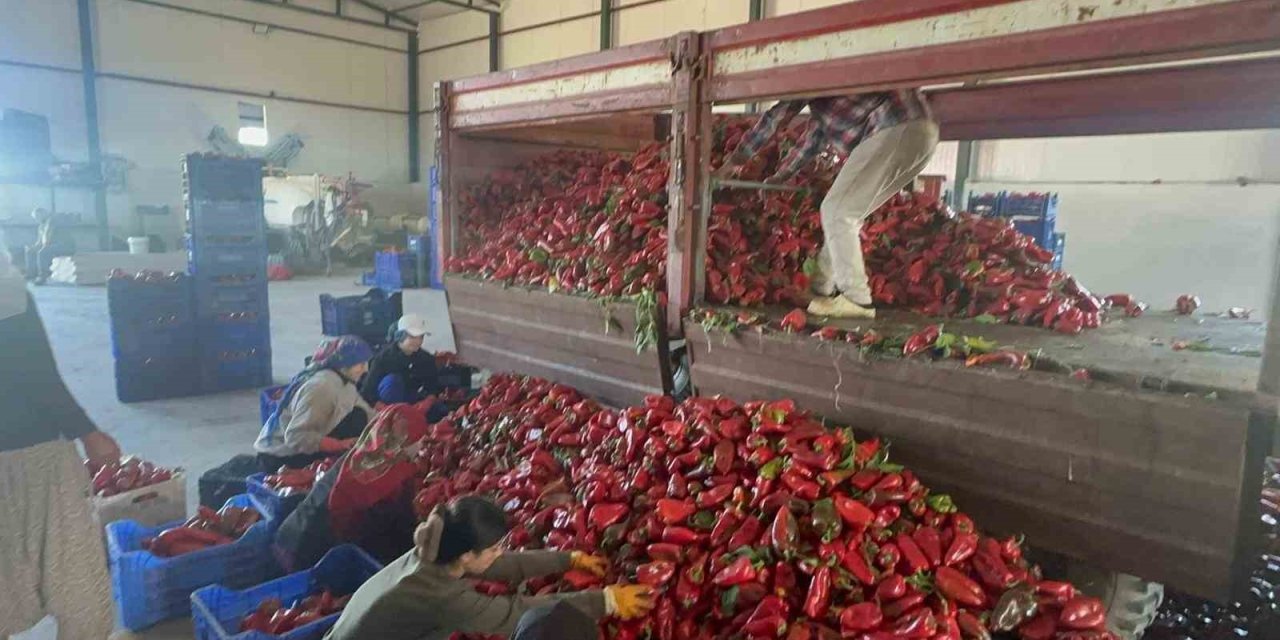 Karacabey Biberinde Hasat Sürüyor
