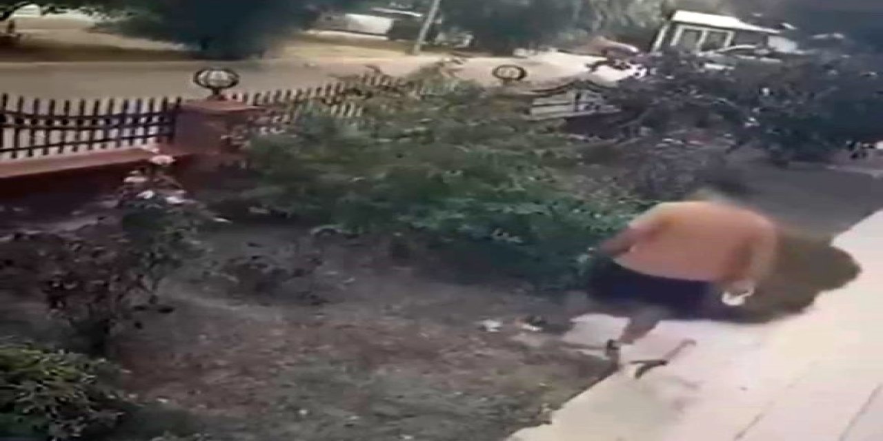 Köpeğini gezdirirken kediye tekme attı