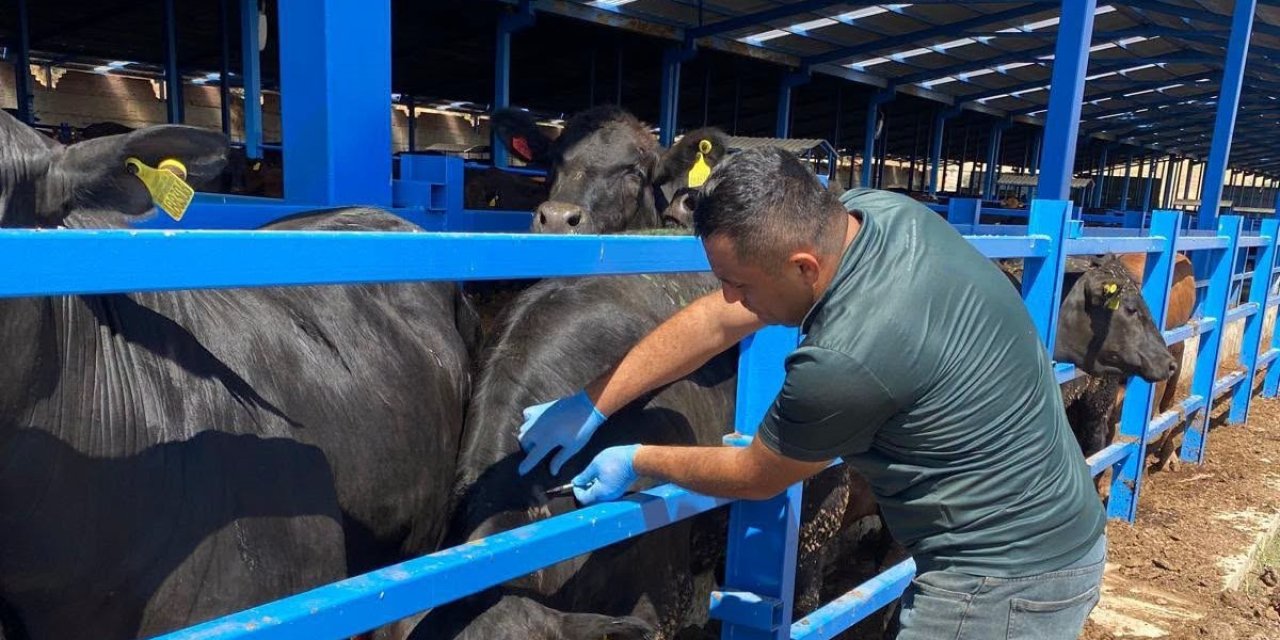 Şap ve Brusella Alarmı: Aşılar Başladı