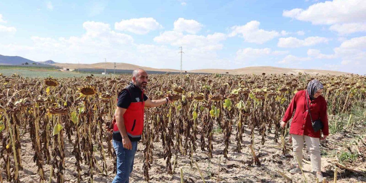 Karapınar'da Çerezlik Ayçiçeği ve Patates Hasadı Sürüyor