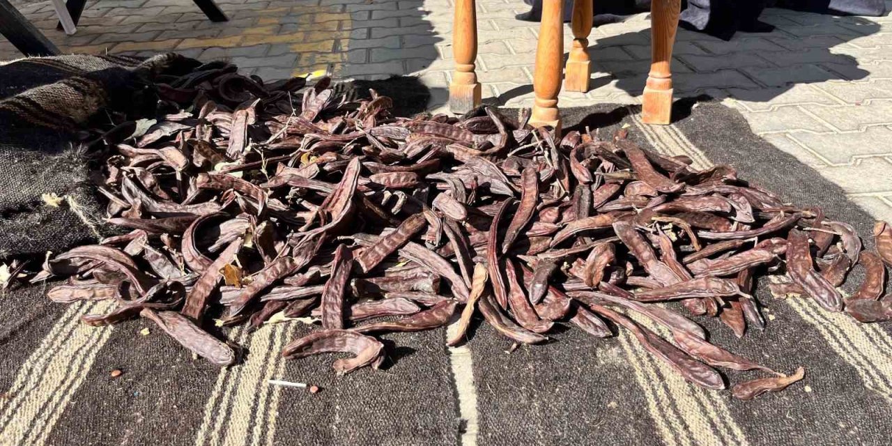 Alanya’da "En Ağır Keçiboynuzu" yarışması renkli anlara sahne oldu