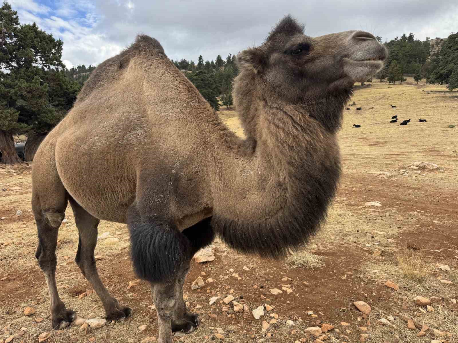 100 yıldır develeriyle Konya'da yazı geçirip geri dönüyorlar