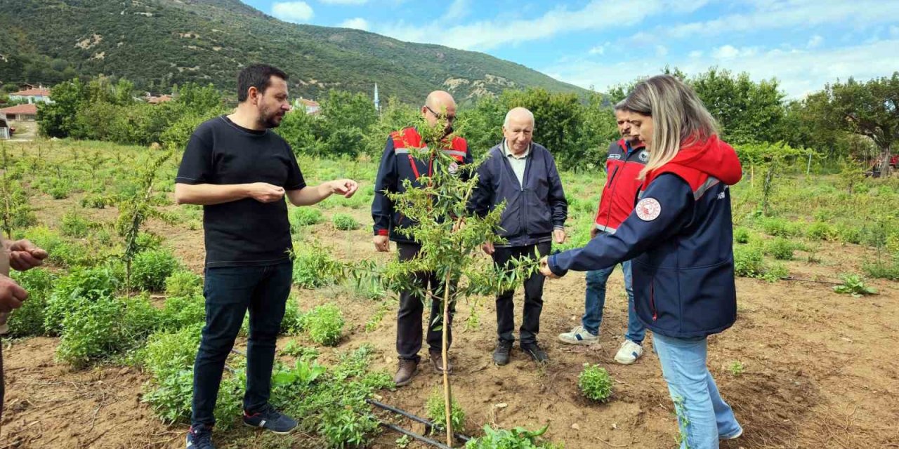 Konyalı Kiraz Üreticisi Alternatif Ürüne Yöneldi: Kirazın Yerini Badem Alıyor