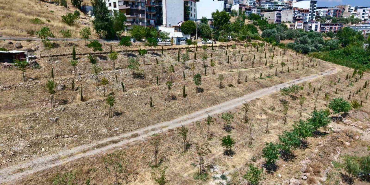 Kıraç topraklarda yeşil dönüşüm