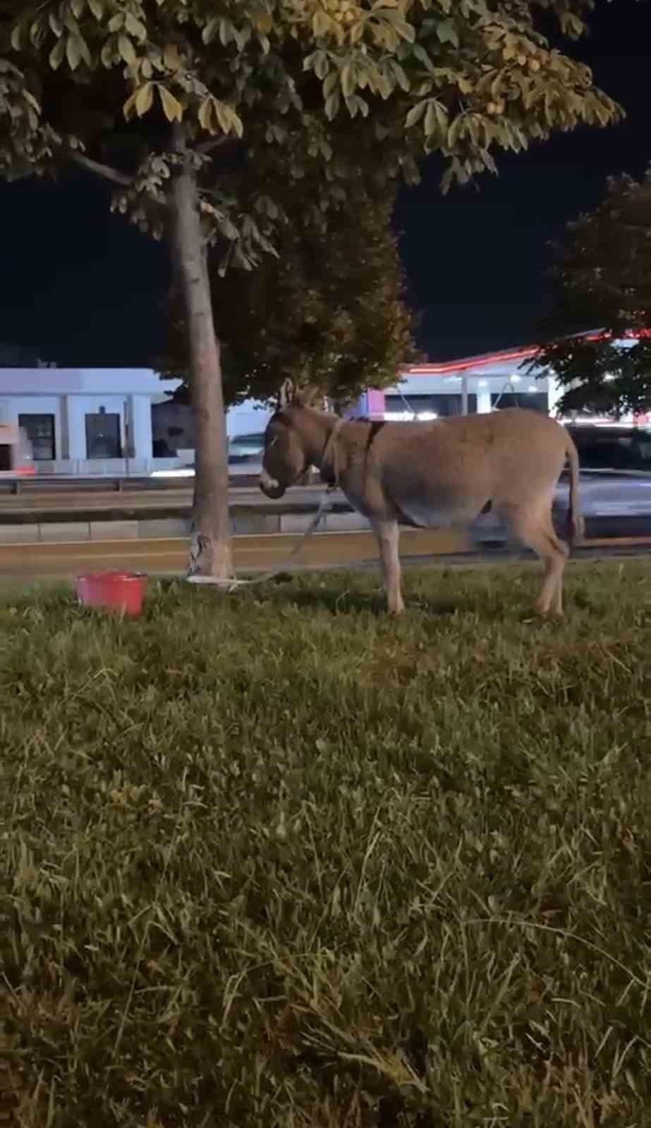 Şehrin ortasına eşek parkedip gittiler
