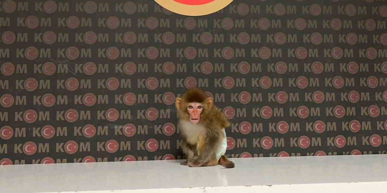 Eve yapılan baskında maymun yakalandı