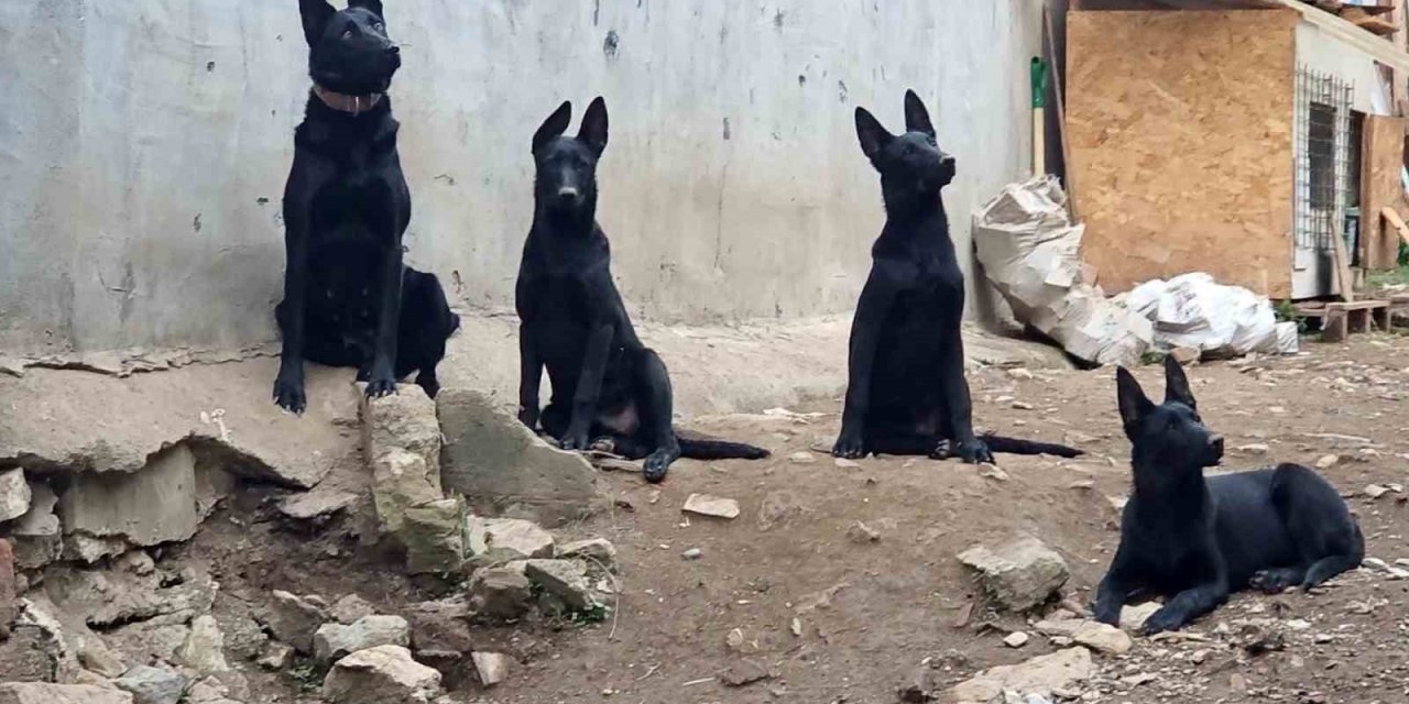 Köpek çiftliği mahalleyi ayağa kaldırdı