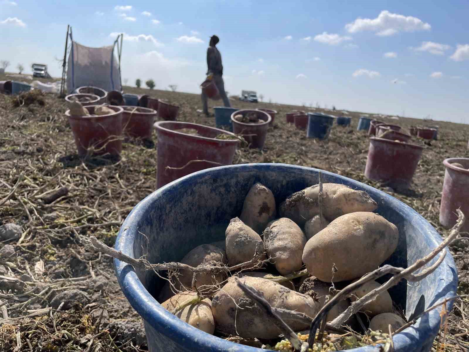 Konya Ovası’nda Yerli Patates Tohumu Hamlesi