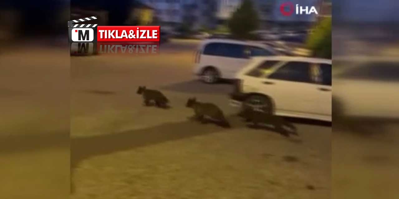 Ankara'nın davetsiz misafirleri sokağa indi