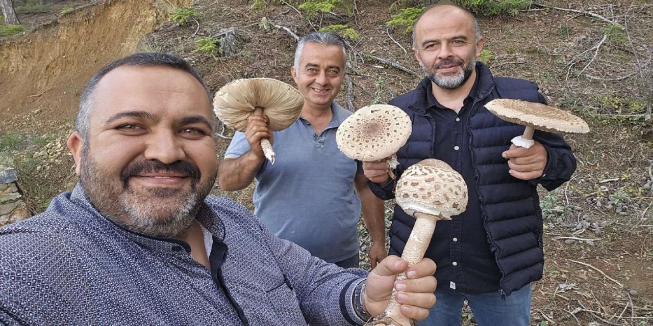 Konya'da Motorlu Testereyle Mantar Hasadı