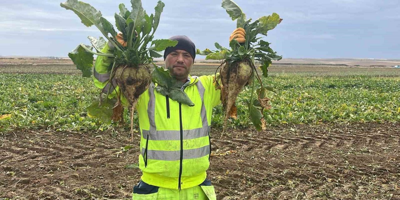 Kulu’da 12 bin dekarlık alanda şeker pancarı hasadı başladı