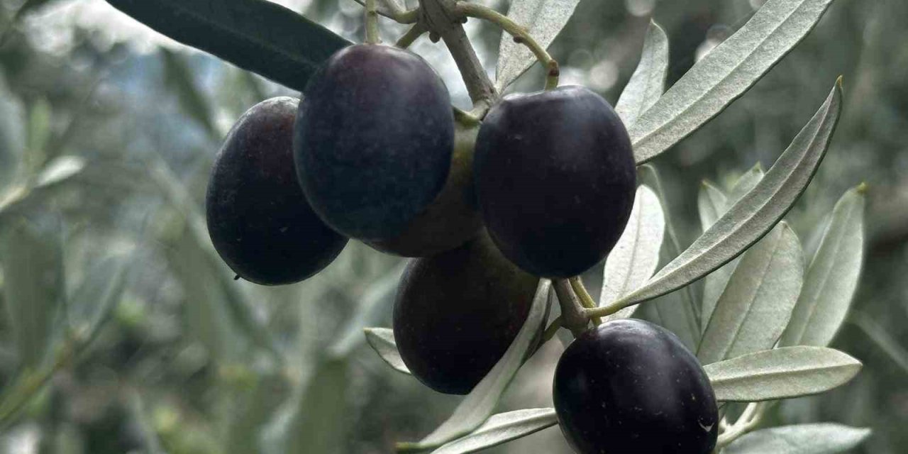 Bursa’da zeytin sezonu başladı! Erken sıkıntı fiyatları belli oldu