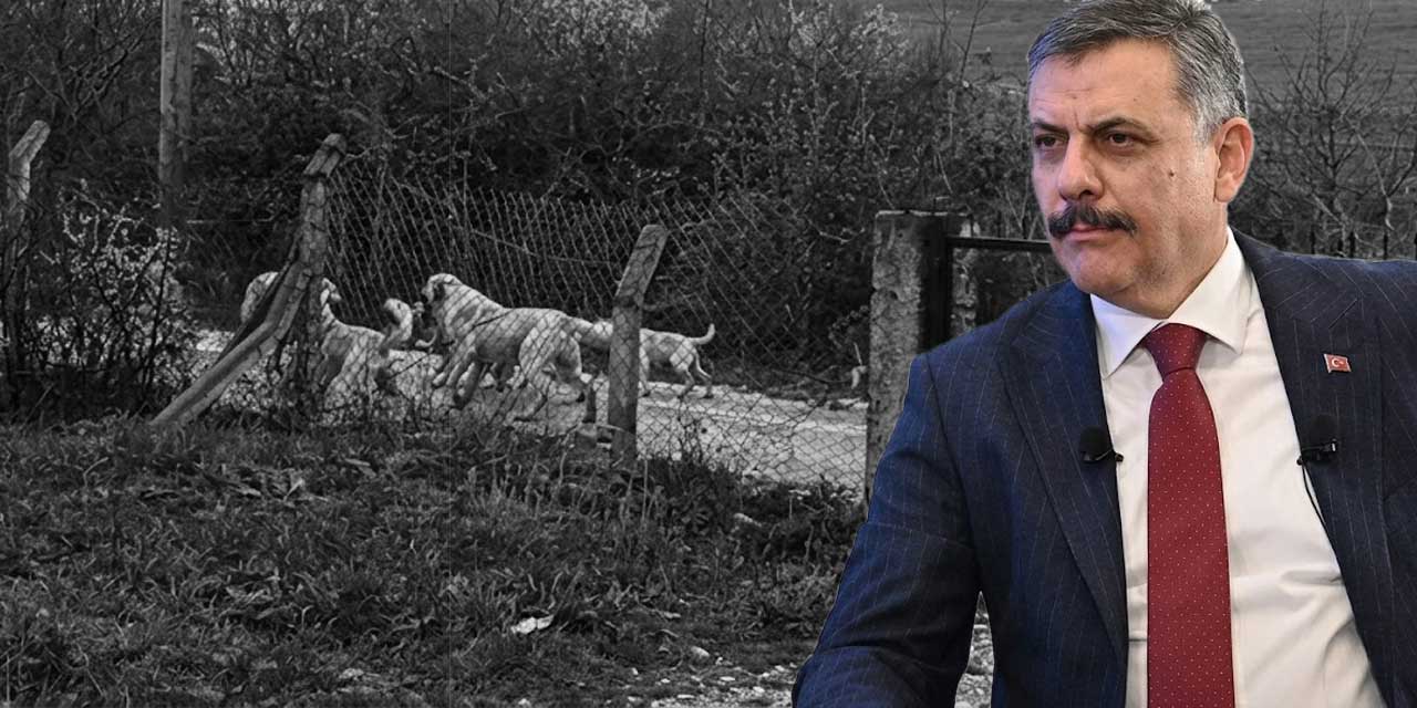 Sokak Hayvanları İçin Yeni Adım: Güvenlik ve Bakım