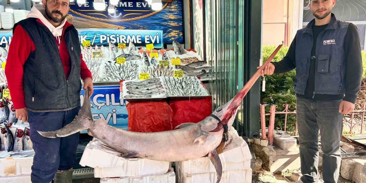 Hamsiler, dev kılıç balığının yanında nokta gibi kaldı
