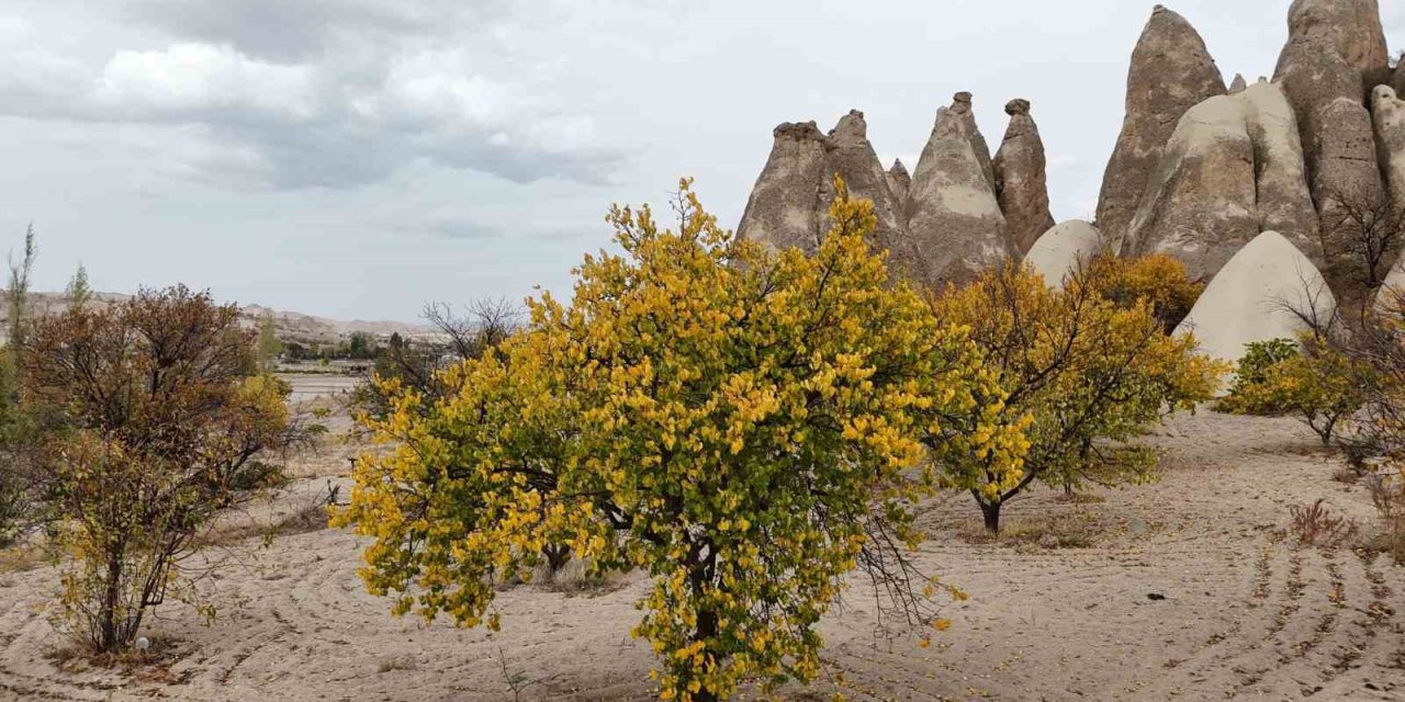 Kapadokya sarardı