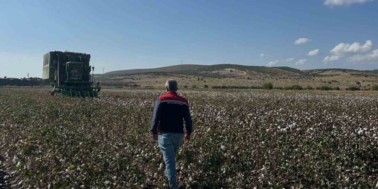 Beyaz altın hasadı başladı