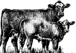 Aslanlarla öküzlerin hikayesi