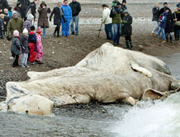 Bu balinayı görenler şok oldu