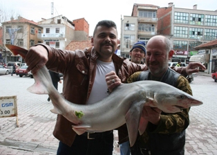 Oltaya yavru köpek balığı takıldı