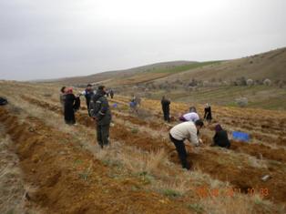 100 çam fidanı toprakla buluşturuldu