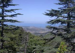 Beyşehir'in orman varlığı zenginleşiyor