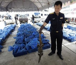 Kesilmek istenen 2 bin kertenkele ele geçirildi