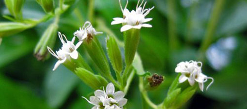 Şeker hastasına tatlandırıcı yerine ot