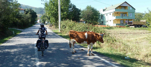 'Otoyol Kenarında Hayvan Otlatılmasın'