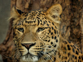 Leopar terörü köylüleri evlerine hapsetti