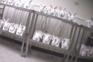 Tavşanlara göz yaşartan deney