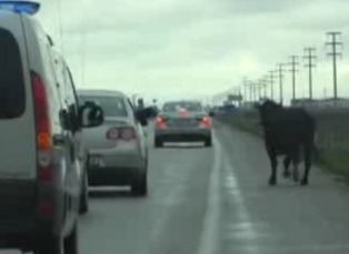 Angus, Konya sokaklarını birbirine kattı