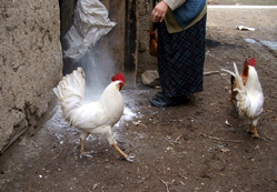 Kuş gribine karşı tedbirlerini aldıl