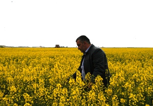 Kanolada ekim alanı katlanarak artıyor