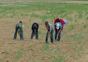 Yaşıtları okulda onlar tarlada çalışıyor