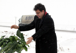 Koyunlara yonca, tavşanlara marul