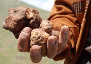 Domalan mantarı geçim kaynağı oldu