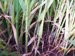 'Sarı pas hastalığı'' uyarısı